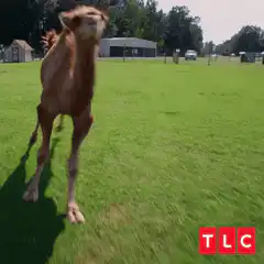 Camel running and jumping on grass
