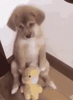 Sad puppy with yellow toy