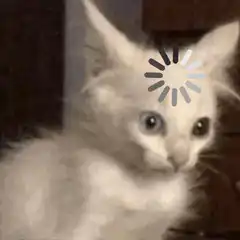 loading kitten