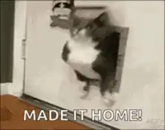 Cat squeezes through pet door