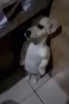 Small white dog standing on hind legs