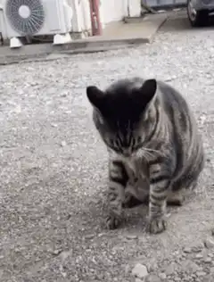 cat rolls on gravel
