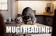Raccoon reading a book