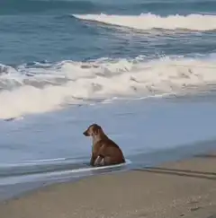 Dog sitting in ocean waves