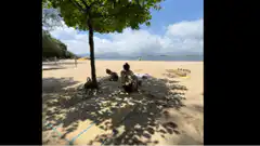 People relaxing under a tree on a beach