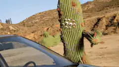 Cactus monster attacks car