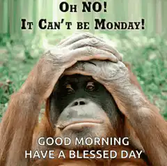 Orangutan Monday Facepalm