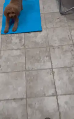 poodle on yoga mat with dumbbells