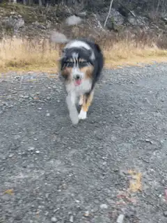 Australian Shepherd running on gravel