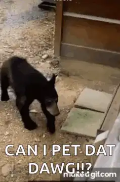 Bear wants to pet dog