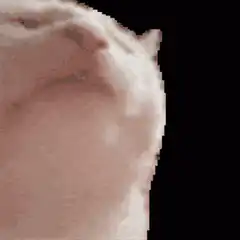 pixel art cat head bobbing