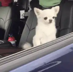 Two chihuahuas in a car window