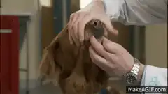 Dog gets teeth checked by vet