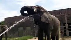 Elephant spraying water from trunk