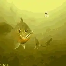 Fish yoinks a frog