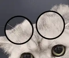 Cat with giant eyes