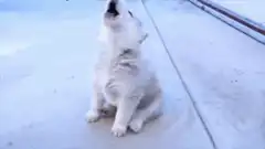 Puppy howls then looks around
