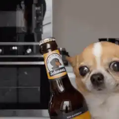 Chihuahua with beer bottle