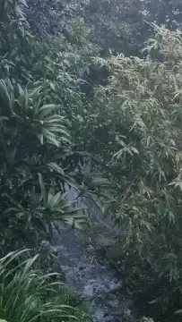 heavy rain in a lush forest