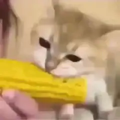 cat eating corn on the cob