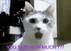 Shocked Cat You Said How Much