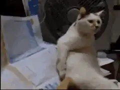 Cat sitting like a human