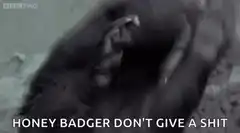 Honey Badger Don't Give A Shit