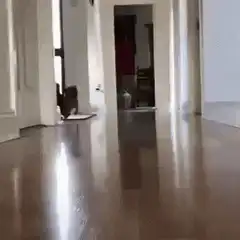 French bulldog sliding down hallway