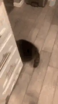 cat walks between legs