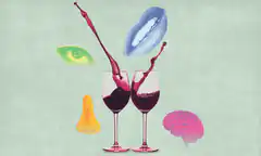 Wine tasting senses illustration