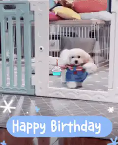 Happy Birthday Dog Dancing