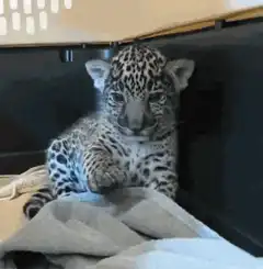 Cute baby leopard cub reaching out paw