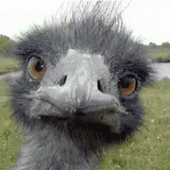 Ostrich face close-up