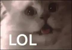 shocked cat with LOL text