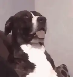 Dog Licking Lips Then Tilting Head