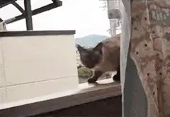 Cat slips and falls off ledge