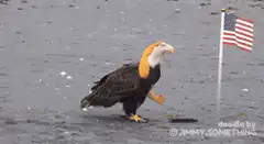 Bald eagle with yellow arms saluting