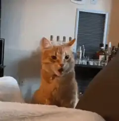 Surprised orange tabby cat