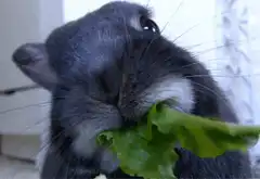 gray rabbit eating lettuce