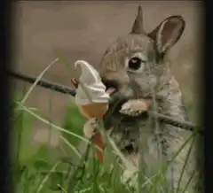 rabbit eating ice cream cone