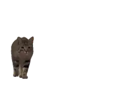 Tabby cat walking forward