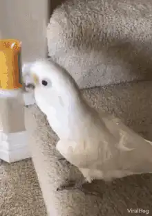 Cockatoo knocks over pill bottle