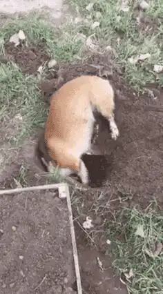 Dog digging a hole in the dirt