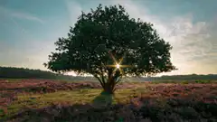 Sun shining through a tree in a heath