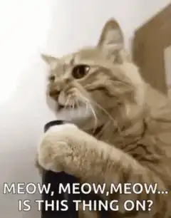 Cat meowing at a black tube