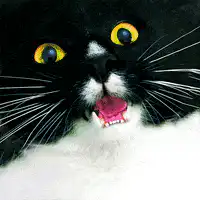 Black and white cat with changing eye colors