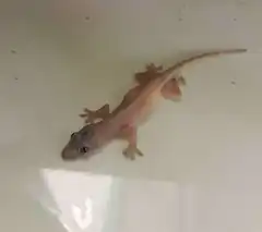 pink gecko on white surface