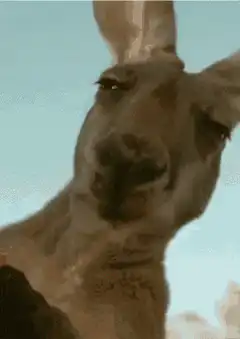 Kangaroo head tilt