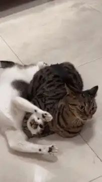 tabby cat cuddling white cat