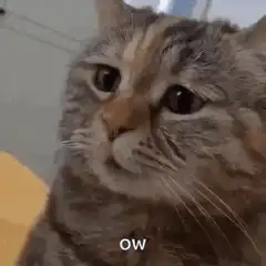 Sad cat saying ow